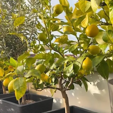 아파트 Les Jardins De Babylone De A 14 Min De Paris *